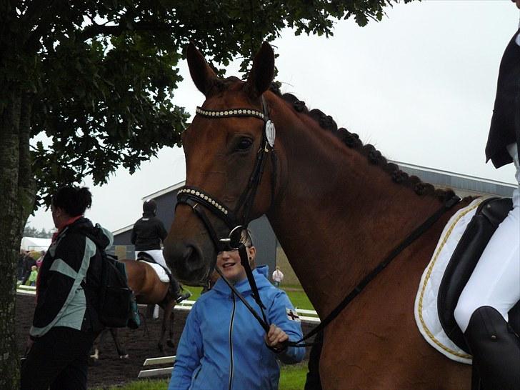 Dansk Varmblod Najaden billede 5