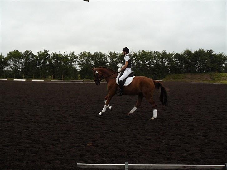 Dansk Varmblod Najaden - Opvarmning til DSA i Billund. billede 7