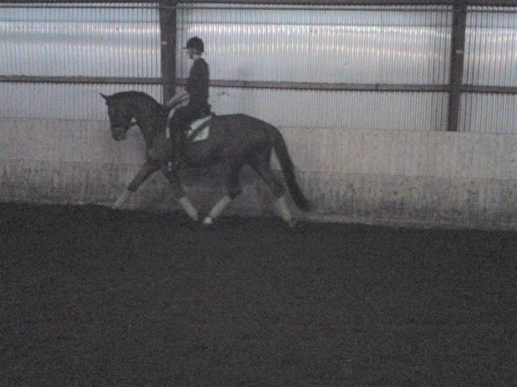 Dansk Varmblod Najaden - Najaden Og jeg d. 26-12-09 Fotograf: Mara :D billede 8