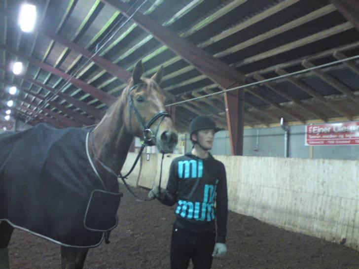 Dansk Varmblod Najaden billede 12