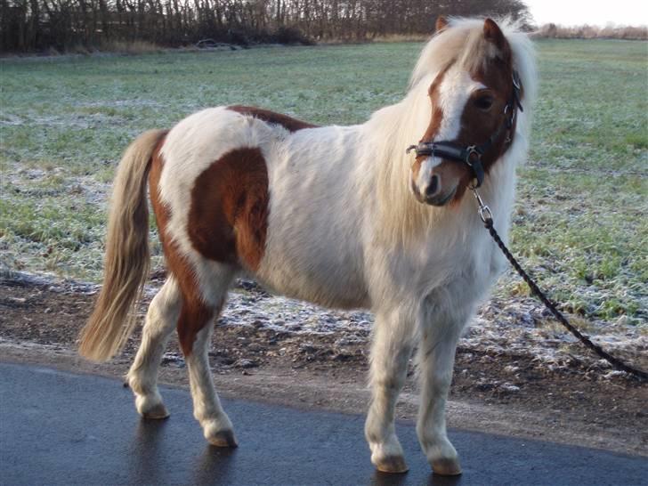 Anden særlig race Amigo - Velkommen til Amigo´s profil. Husk at smide en hilsen inden du smutter så er du sød (: billede 1