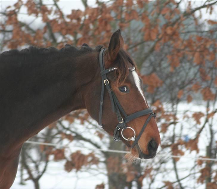 Anden særlig race Stensgårdens Mistral Solg billede 7