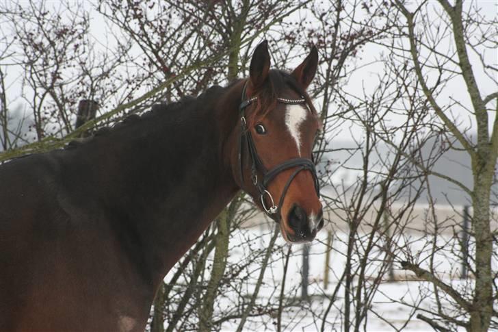 Anden særlig race Stensgårdens Mistral Solg billede 8