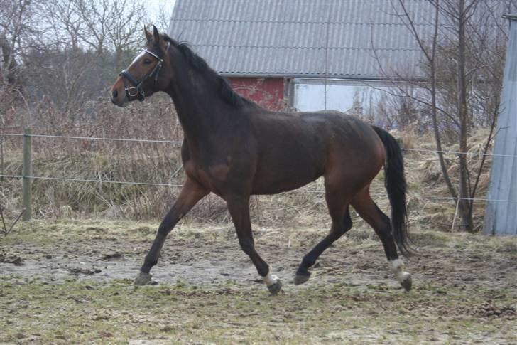 Anden særlig race Stensgårdens Mistral Solg - NYT d. 27 marts billede 9