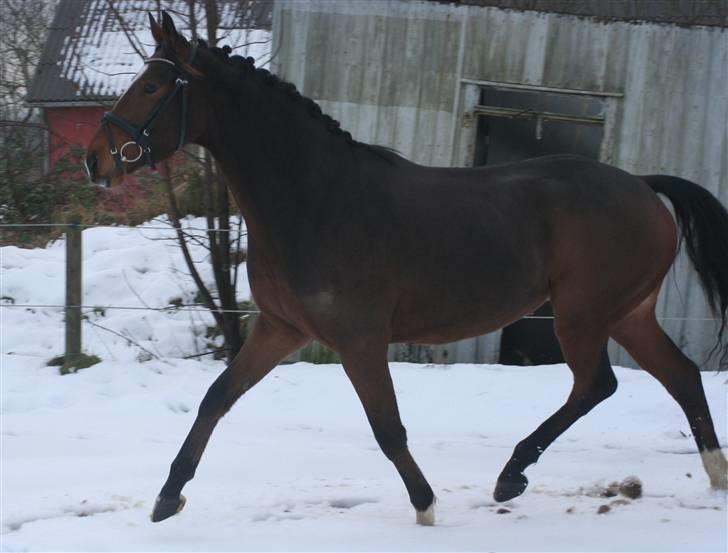 Anden særlig race Stensgårdens Mistral Solg billede 11