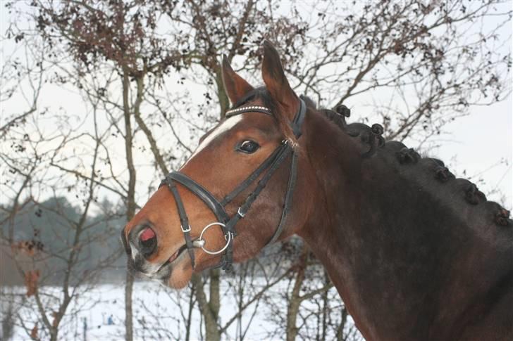 Anden særlig race Stensgårdens Mistral Solg billede 12