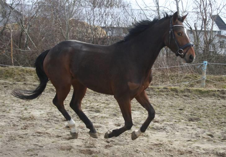 Anden særlig race Stensgårdens Mistral Solg - NYT d. 27 marts billede 14