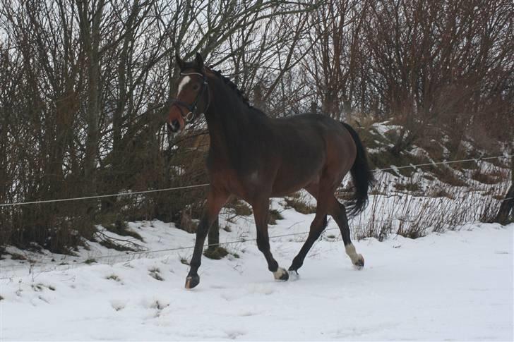 Anden særlig race Stensgårdens Mistral Solg billede 15