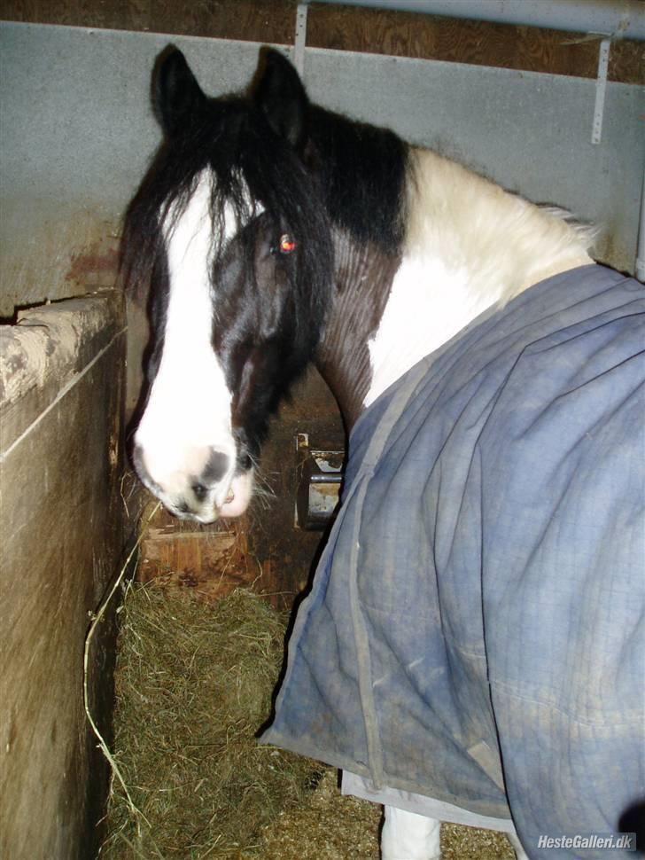 Irish Cob Athos [Tidl. part] - Perfekte pruhest :D. | Foto : Frederikke. billede 9