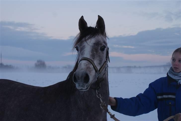 Arabisk fuldblod (OX) Ali-Nadirah *SOLGT* - 26 december 09 . Meget frisk dame i sneen (: billede 1