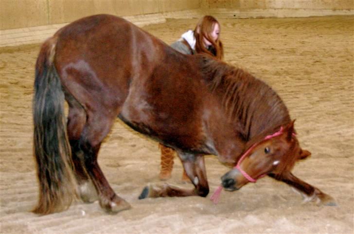 Welsh Cob (sec D) Addyene  billede 13