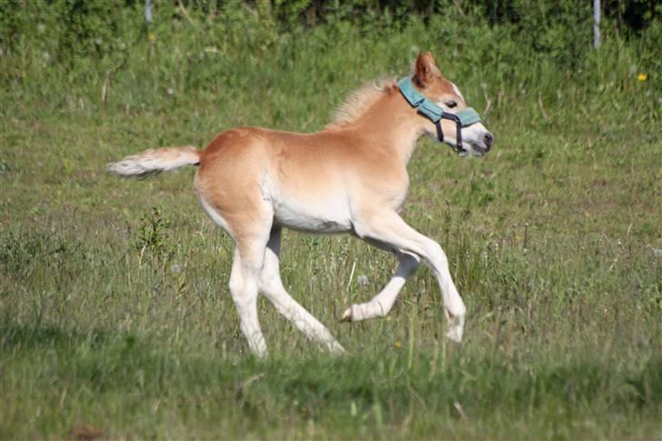 Haflinger helleruphus hera - solgt billede 2