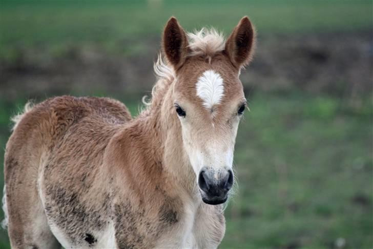 Haflinger helleruphus hera - solgt billede 3