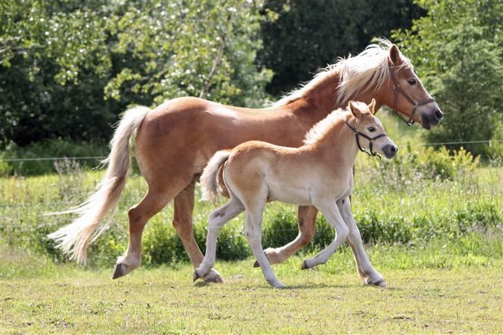 Haflinger helleruphus hera - solgt billede 4