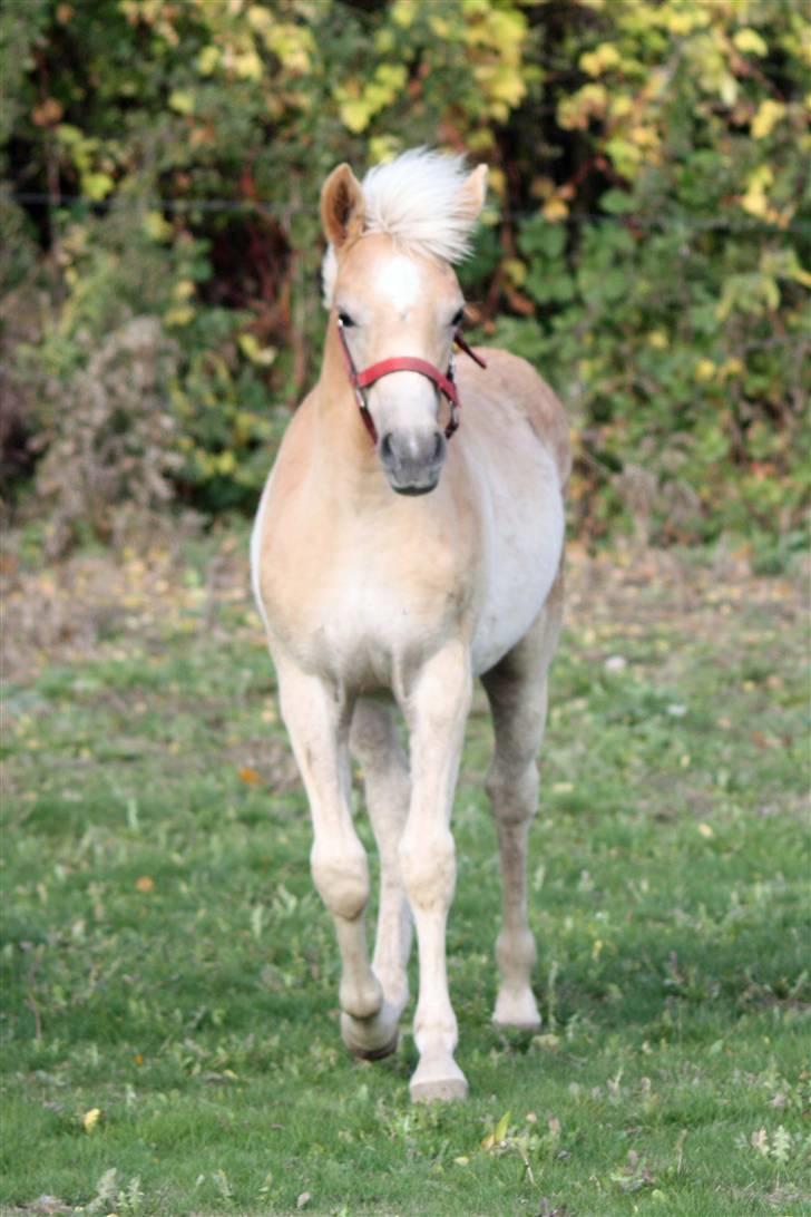 Haflinger helleruphus hera - solgt billede 7