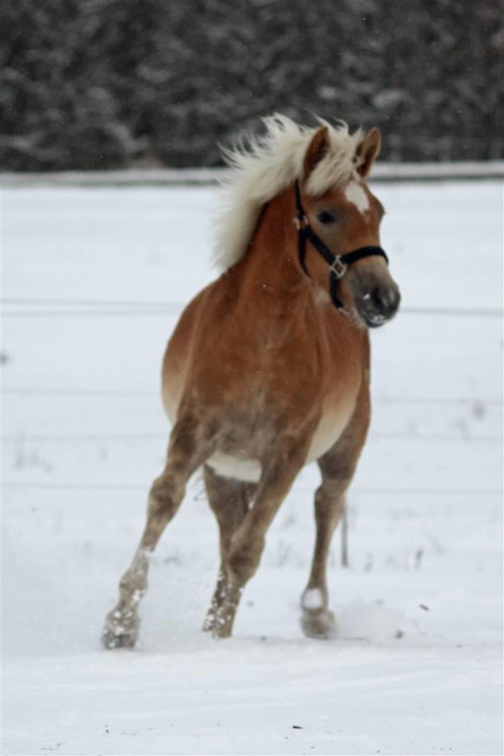 Haflinger helleruphus hera - solgt billede 8