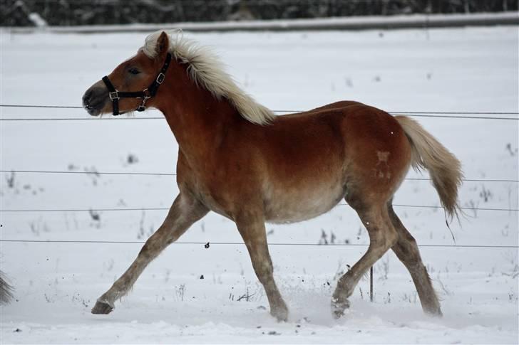 Haflinger helleruphus hera - solgt billede 9