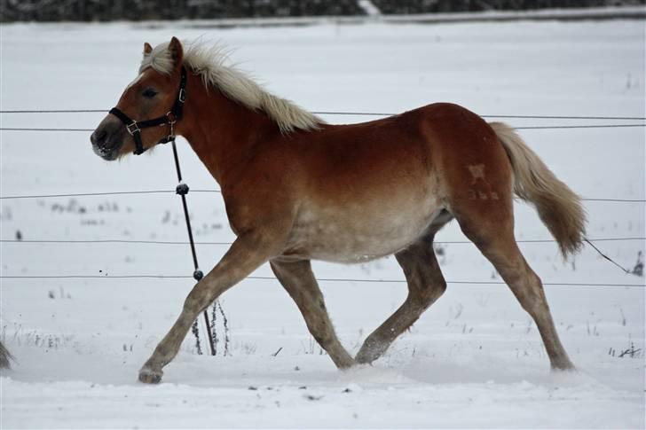 Haflinger helleruphus hera - solgt billede 10