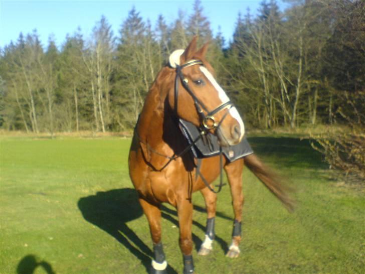 Dansk Varmblod Michell billede 11