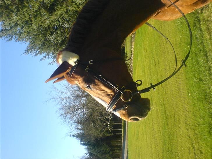 Dansk Varmblod Michell billede 12