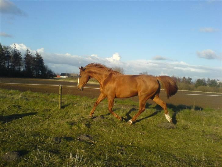 Dansk Varmblod Michell billede 14