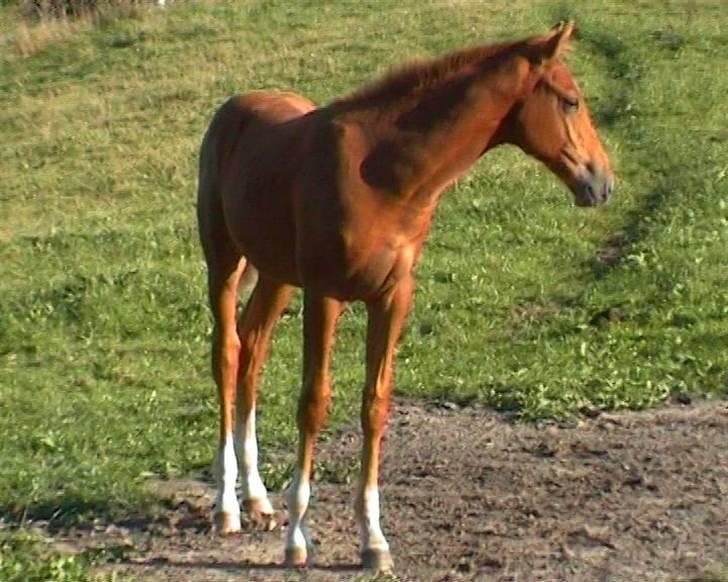 Dansk Varmblod Sion Lightfoot<3 - Sion som føl :-) billede 1