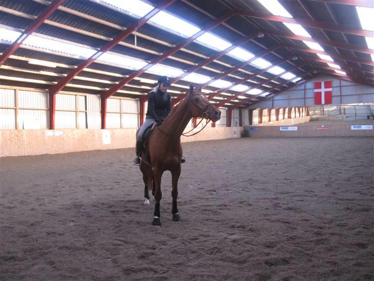 Dansk Varmblod Sion Lightfoot<3 billede 2