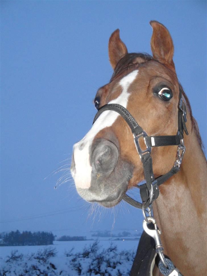 DSP Zendro A-pony<3 - Smukke dig:)<3 Dec. 09. Foto: Karoline Loft(søster)(: billede 1