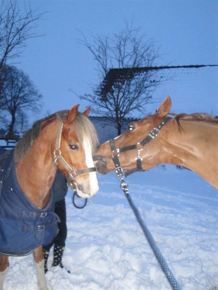 DSP Zendro A-pony<3 - De to elsker bare hinanden<3<3 December 09. Foto: Mig selv(: billede 3