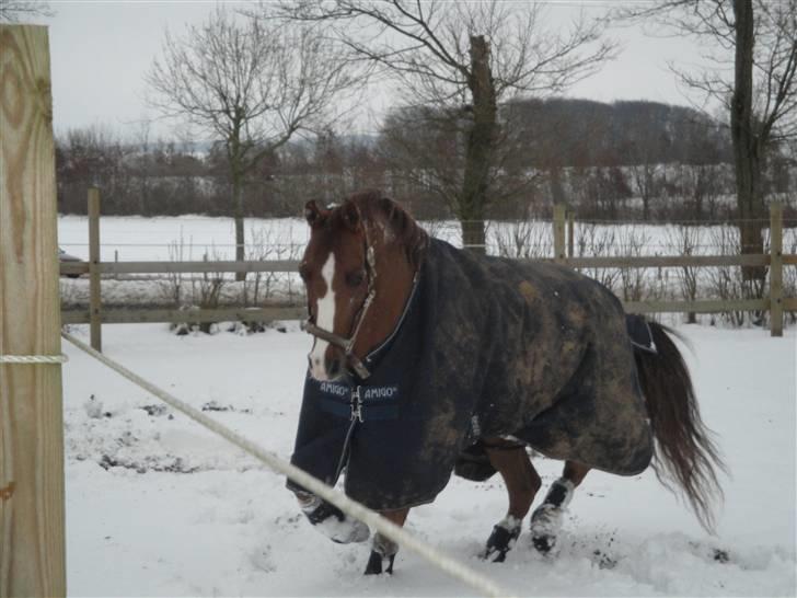 DSP Zendro A-pony<3 - December 09. Foto: mig selv(: billede 5