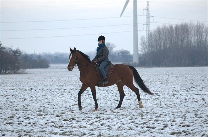 Trakehner †Freja Fifi RIP † - Foto: Mor billede 20