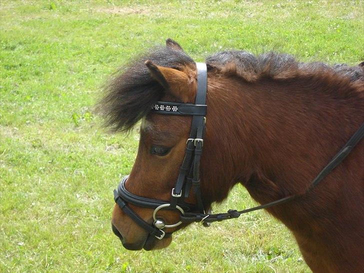 Shetlænder cookie - stævne i Vildbjerg  billede 6