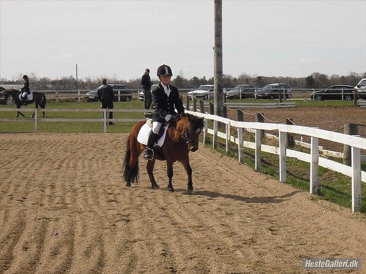 Shetlænder cookie - rider lc 2 billede 11