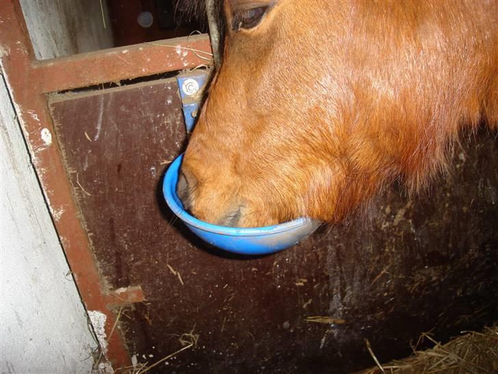 Shetlænder cookie - cookie er tørstig billede 12