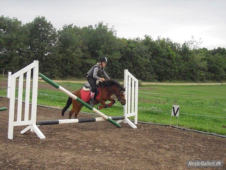 Shetlænder cookie - mig og cookie springer  billede 3