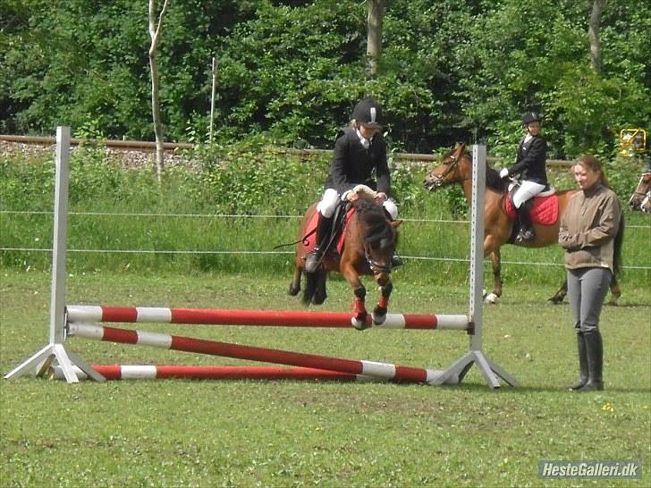 Shetlænder cookie - spring stævne jaaaa billede 14