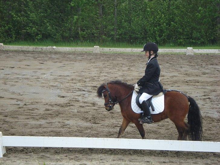 Shetlænder cookie - lb 1  billede 15