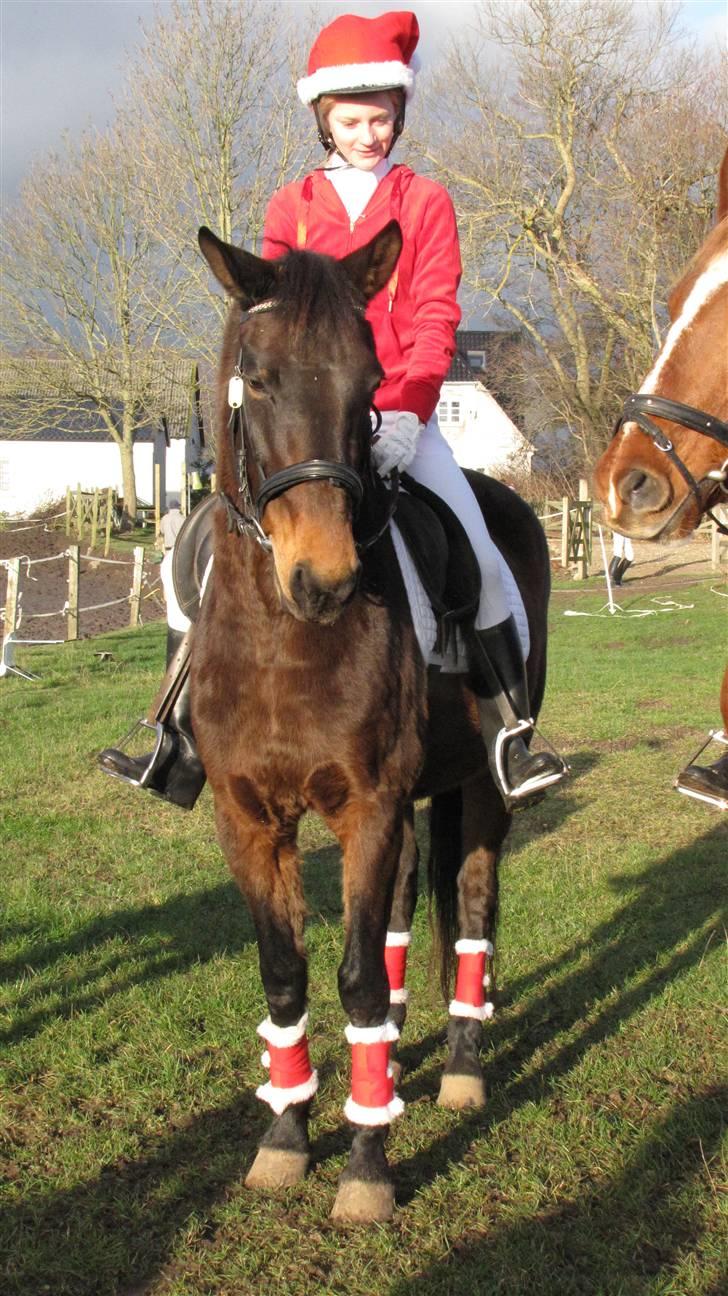 Anden særlig race Schwaba (Rideskole hest) billede 8