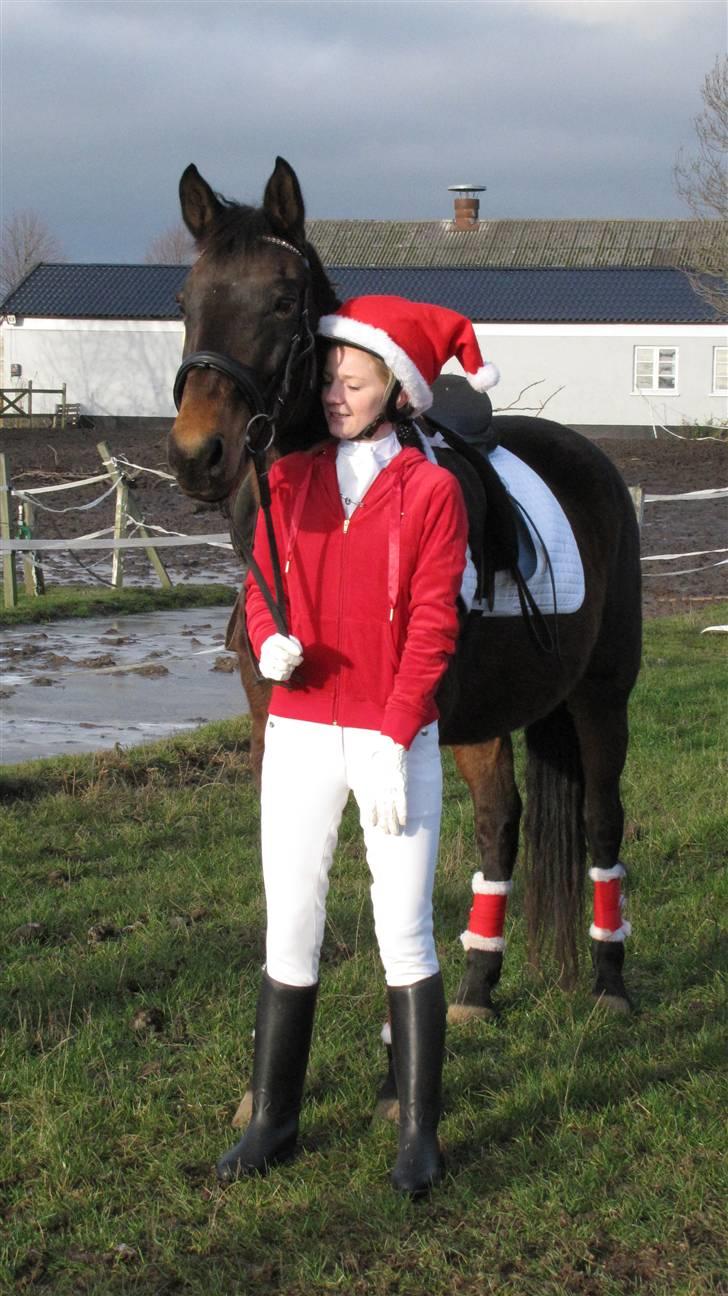 Anden særlig race Schwaba (Rideskole hest) billede 9