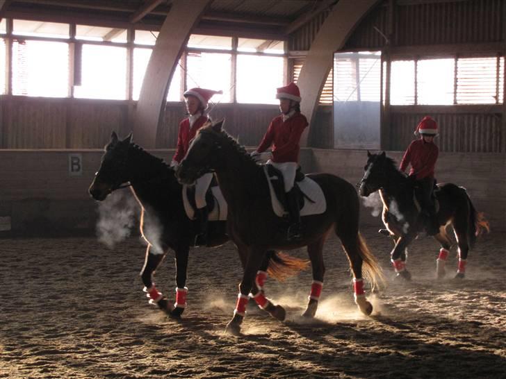 Anden særlig race Schwaba (Rideskole hest) - Schwaba forrest til venstre  .. <3 billede 10