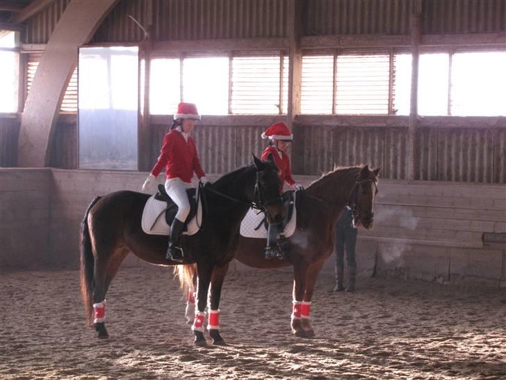 Anden særlig race Schwaba (Rideskole hest) - Schwaba tættest på kamaraet .. (: billede 11