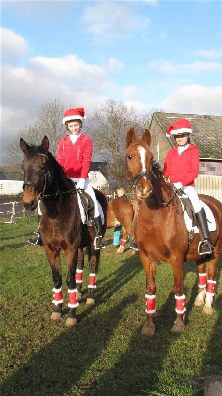 Anden særlig race Schwaba (Rideskole hest) - Schwaba til venstre .. (:  <´3 billede 12