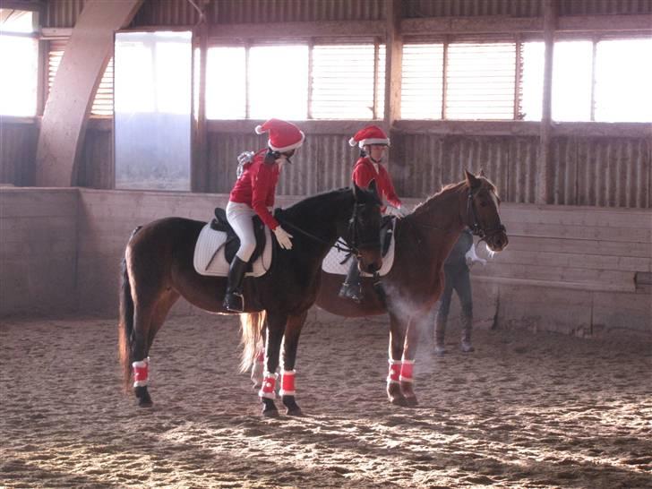 Anden særlig race Schwaba (Rideskole hest) - Dygtige Schwaba bliver klapet .. <3 billede 13