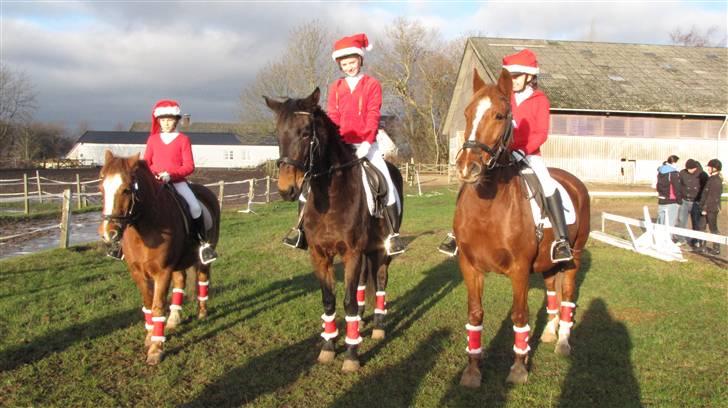 Anden særlig race Schwaba (Rideskole hest) - Schwaba i midten .. <´33 billede 14