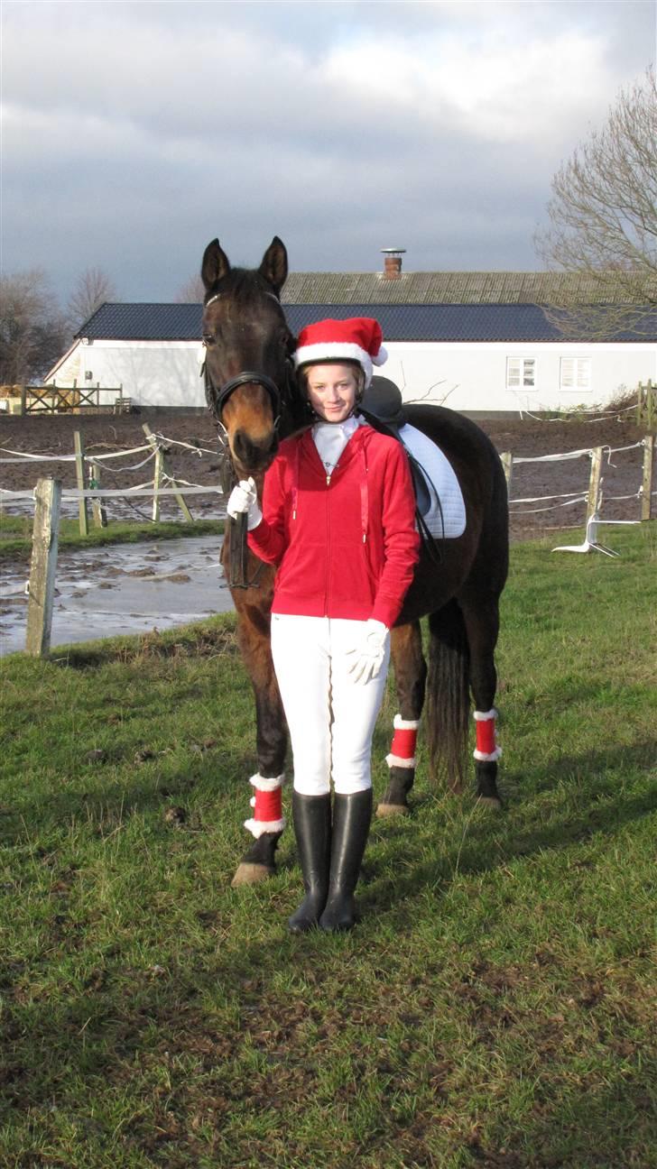 Anden særlig race Schwaba (Rideskole hest) - Hygge .. <3 billede 15