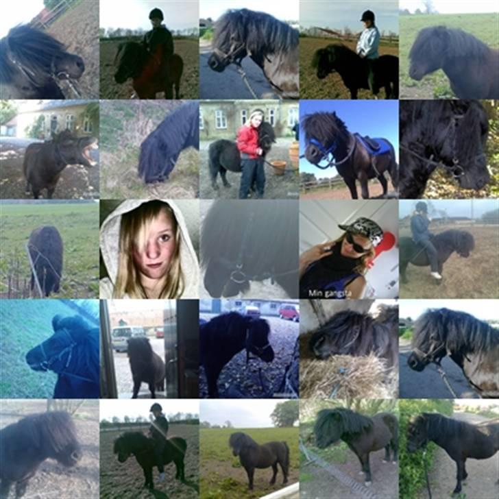 Shetlænder flaubert billede 16