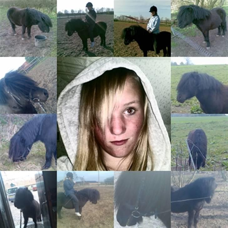 Shetlænder flaubert billede 17