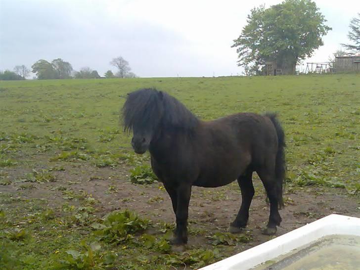 Shetlænder flaubert billede 18