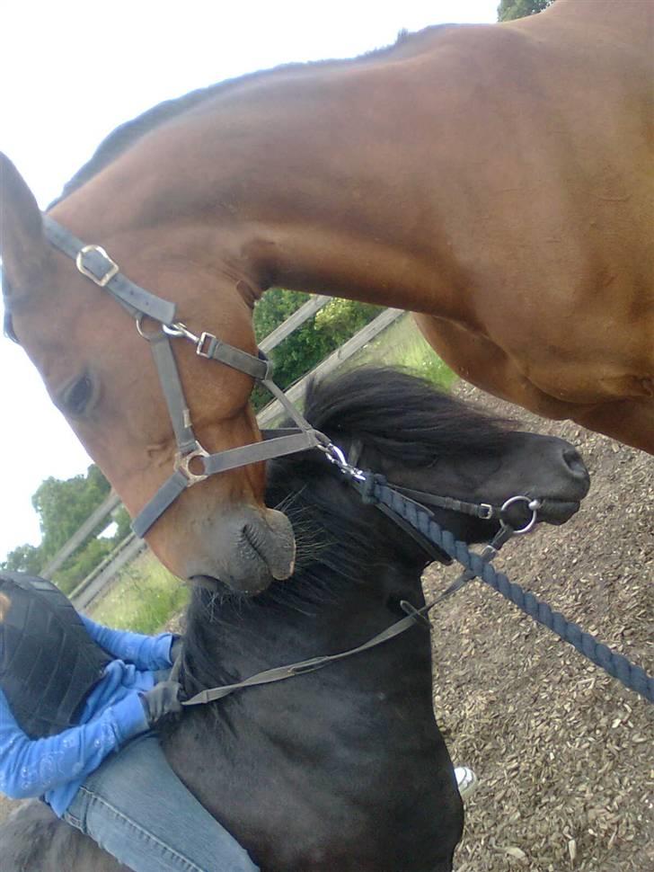 Shetlænder flaubert billede 19