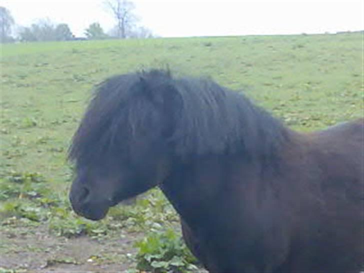 Shetlænder flaubert billede 20